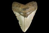 Fossil Megalodon Tooth - North Carolina #147513-1